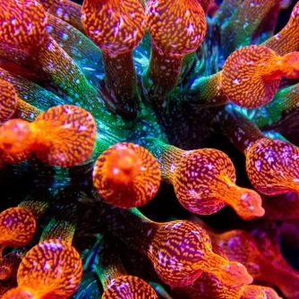 Bright Orange, Pink, And Green Coral
