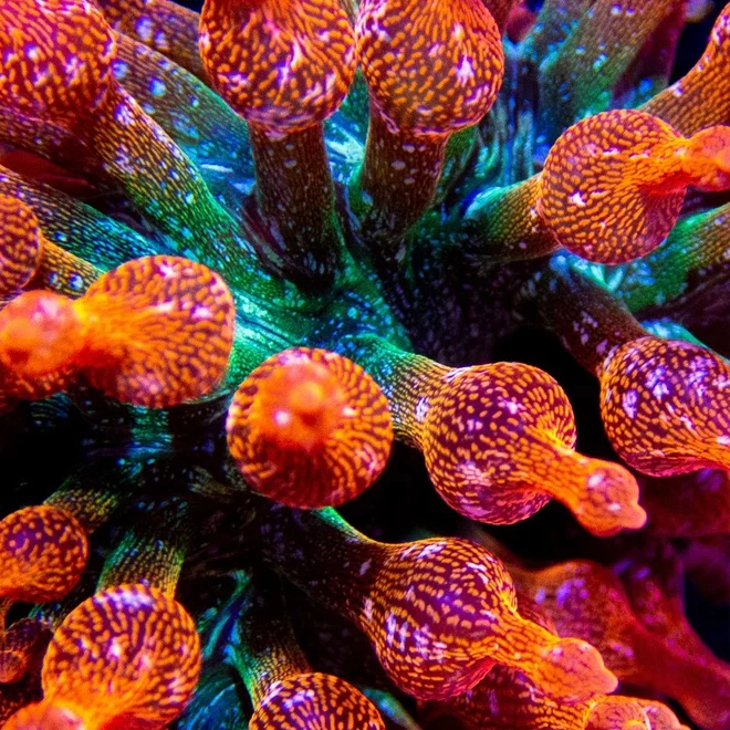Bright Orange, Pink, And Green Coral